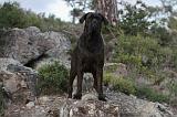 CANE CORSO 149